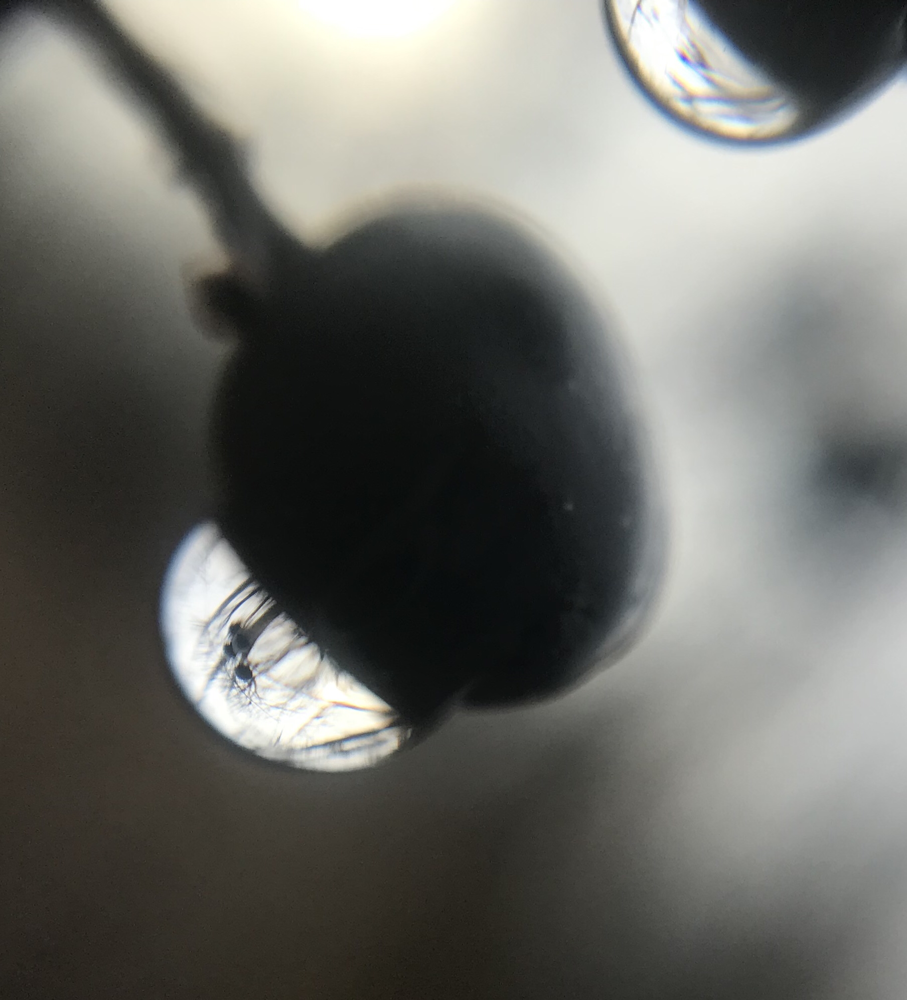 micro berry aqua drop