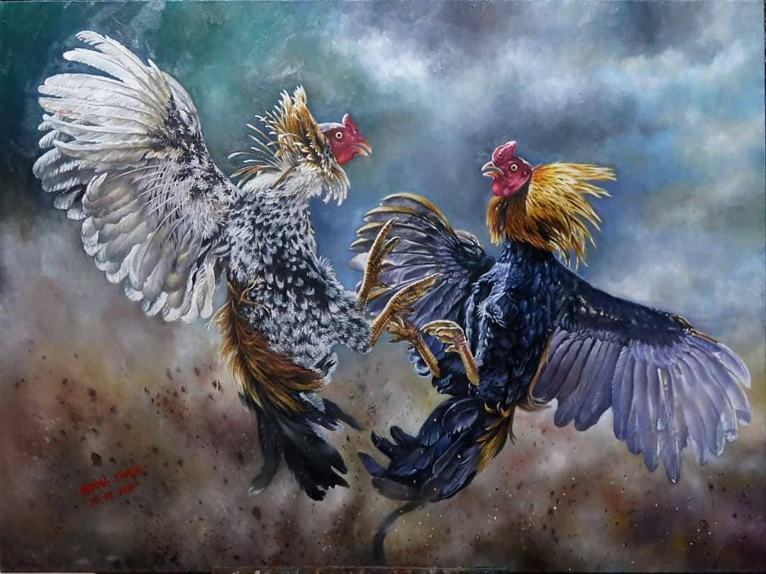 Fighting Roosters Drawings