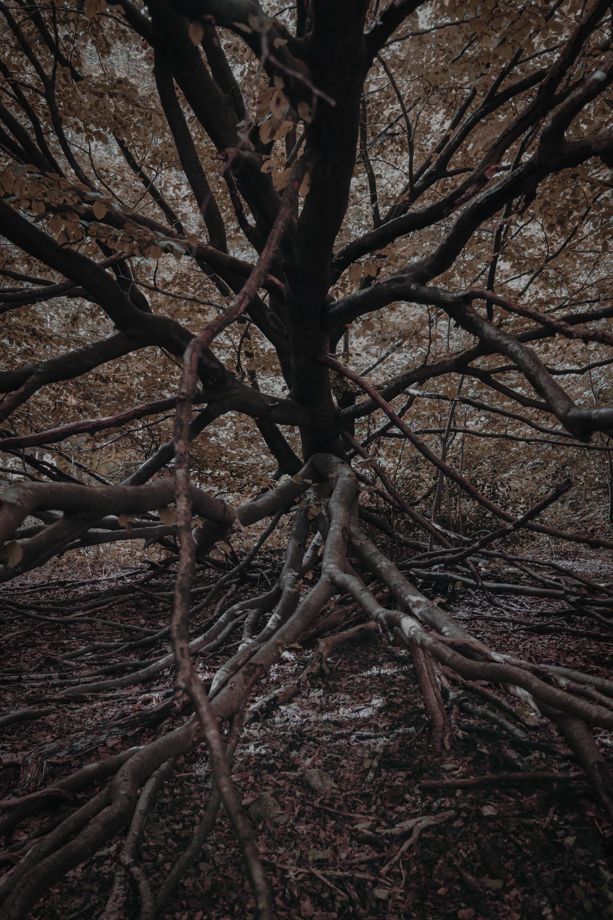 Dryads - The tree-bound