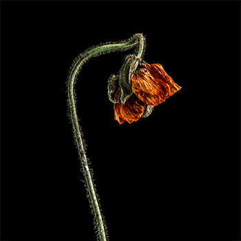 decay of the flowers - Collection | OpenSea