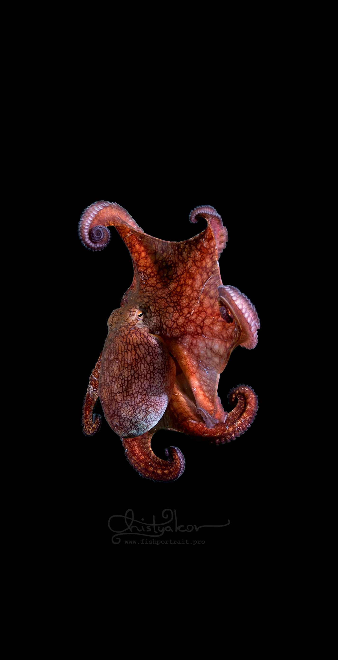 Fish Portrait Screensavers - Collection | OpenSea
