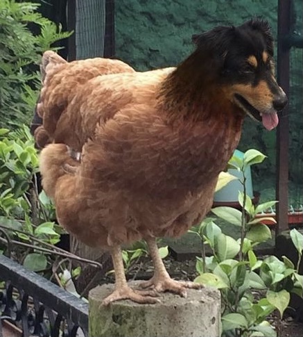 Dog chicken 2025