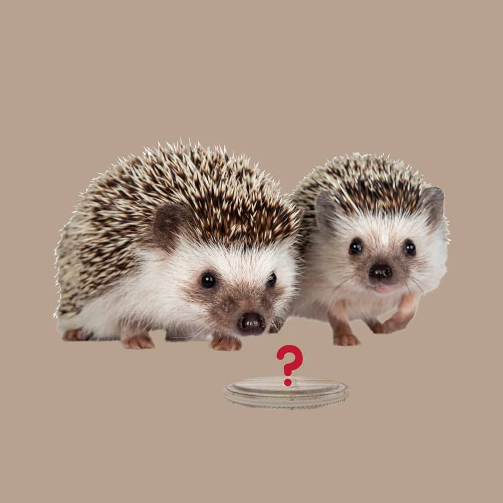 Eating Hedgehogs