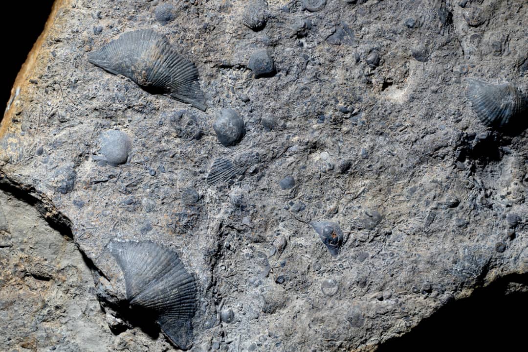 iranianfossils Collection OpenSea