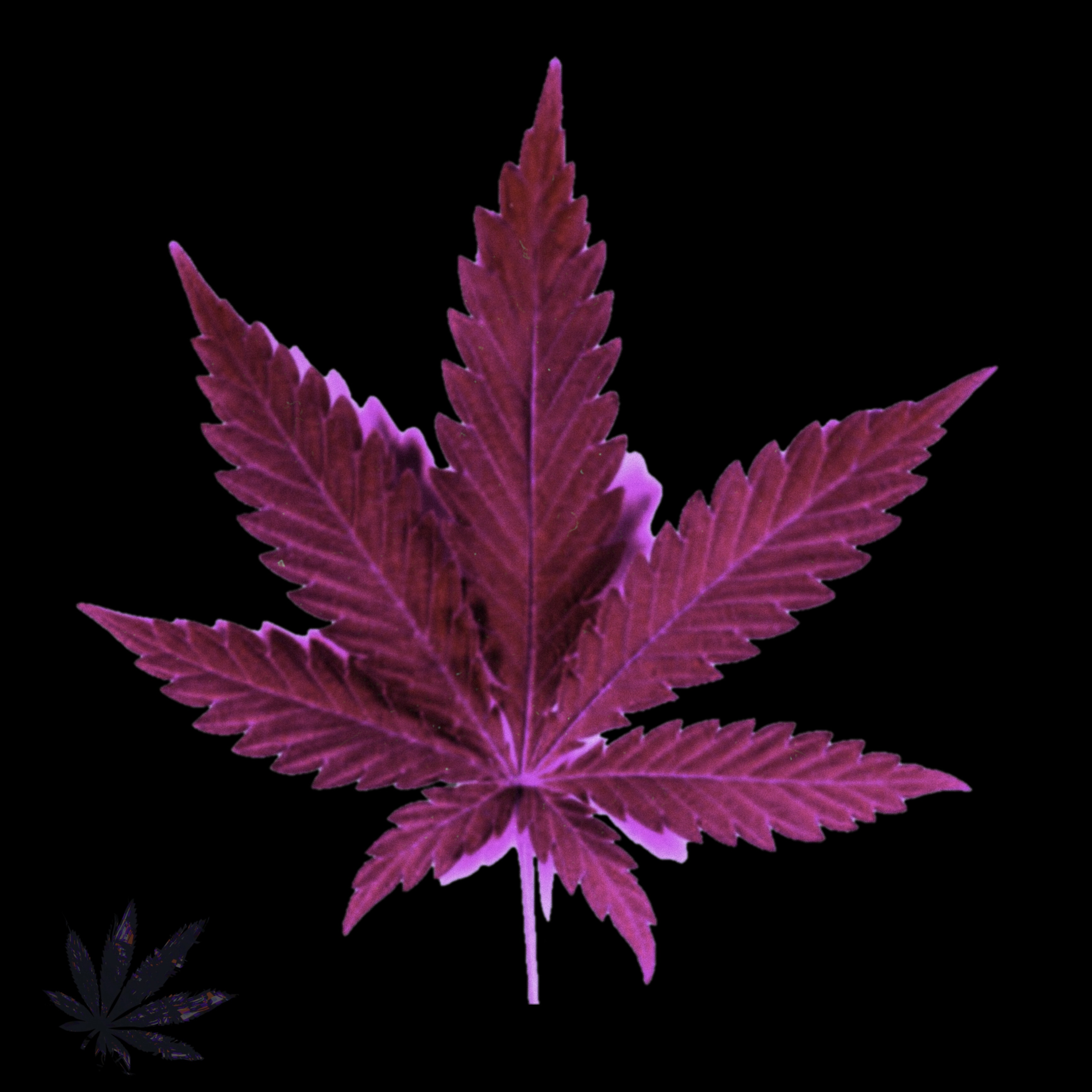 Cannabis Leaf Colors - Collection | OpenSea