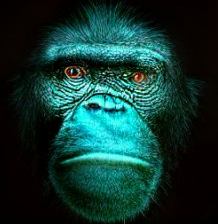 Ape Collections with different Effects Collection OpenSea