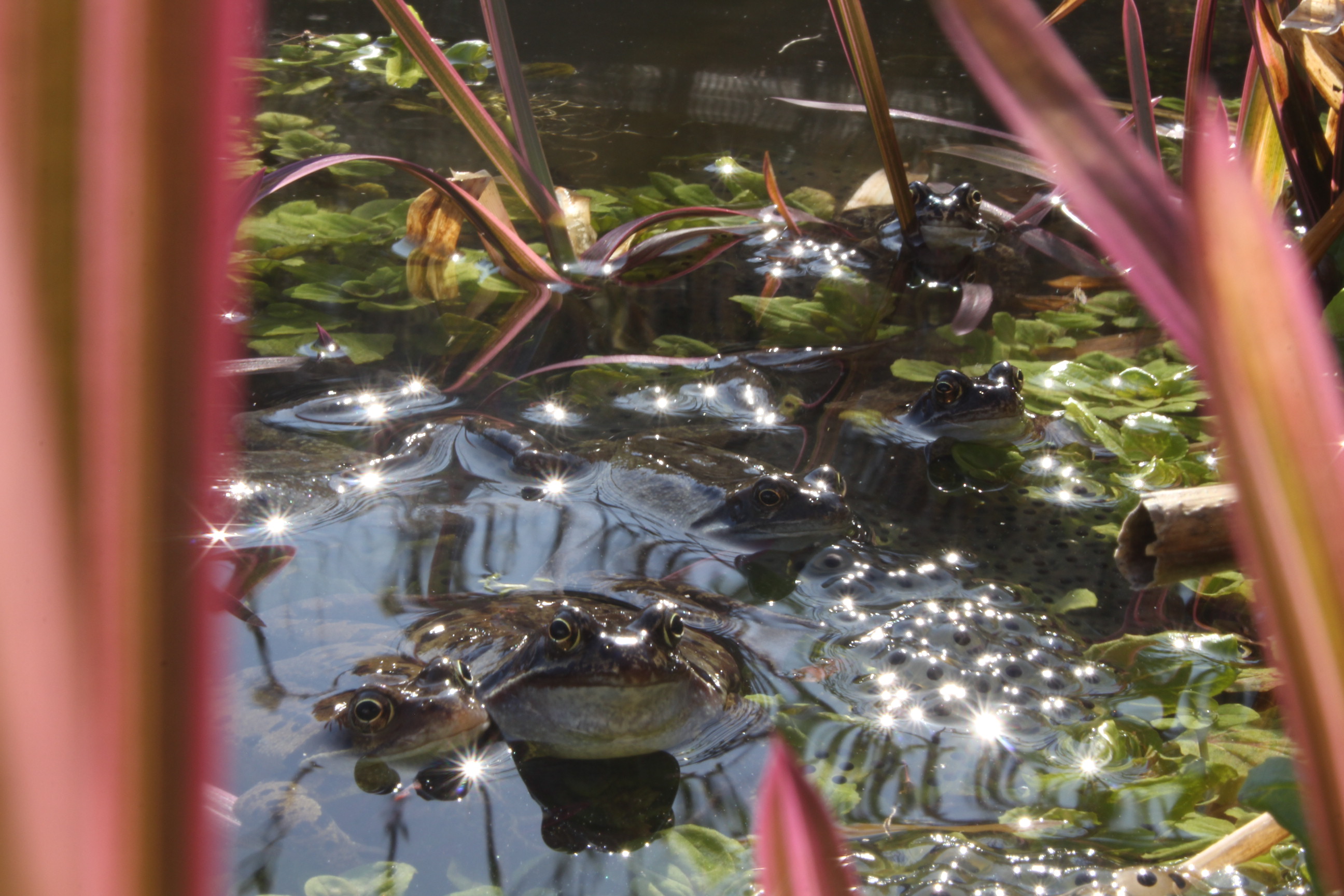 Archived A Level Work Collection OpenSea