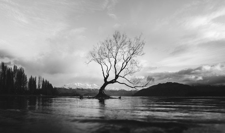 arbre en noir et blanc dessin arbre OpenSea