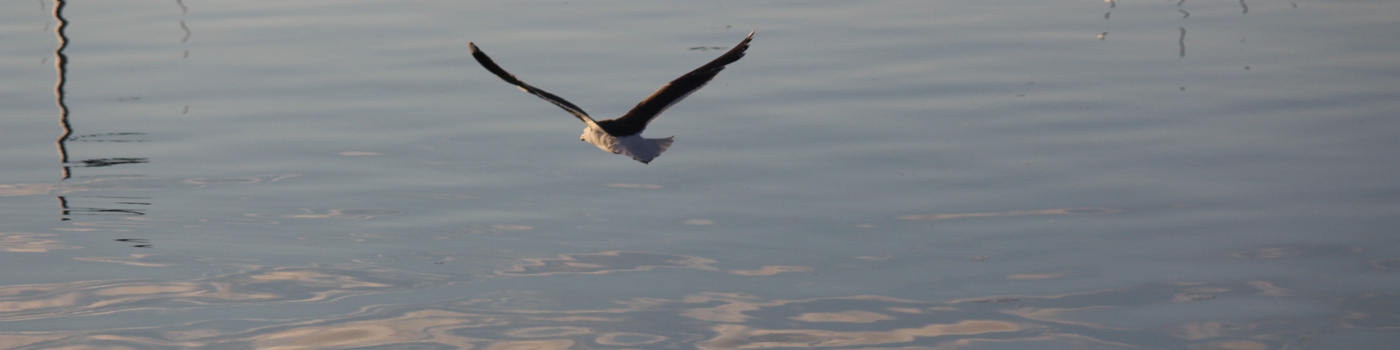 Animals of the Blue Planet - Collection | OpenSea