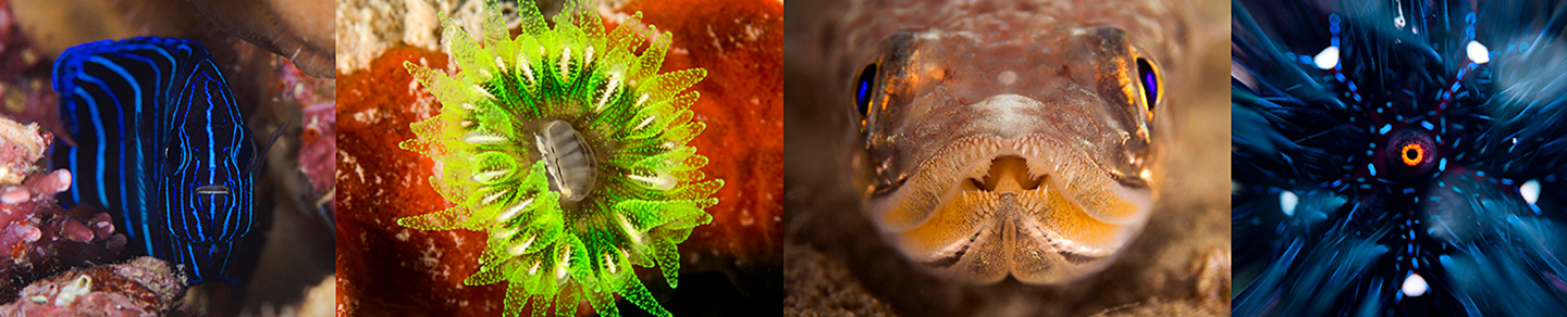 Fish Portrait Screensavers - Collection | OpenSea