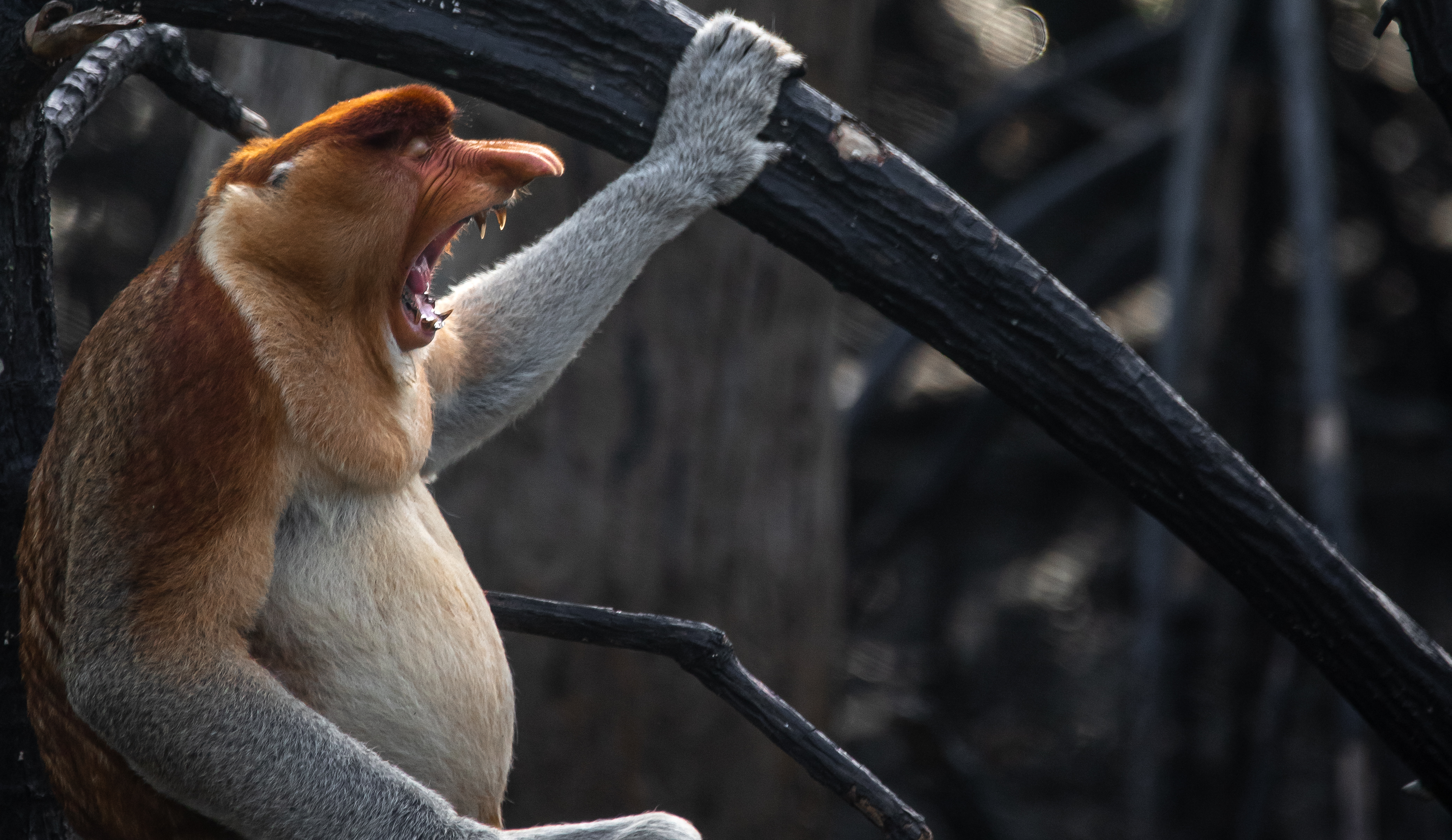 Proboscis Monkey - The Helping Hand