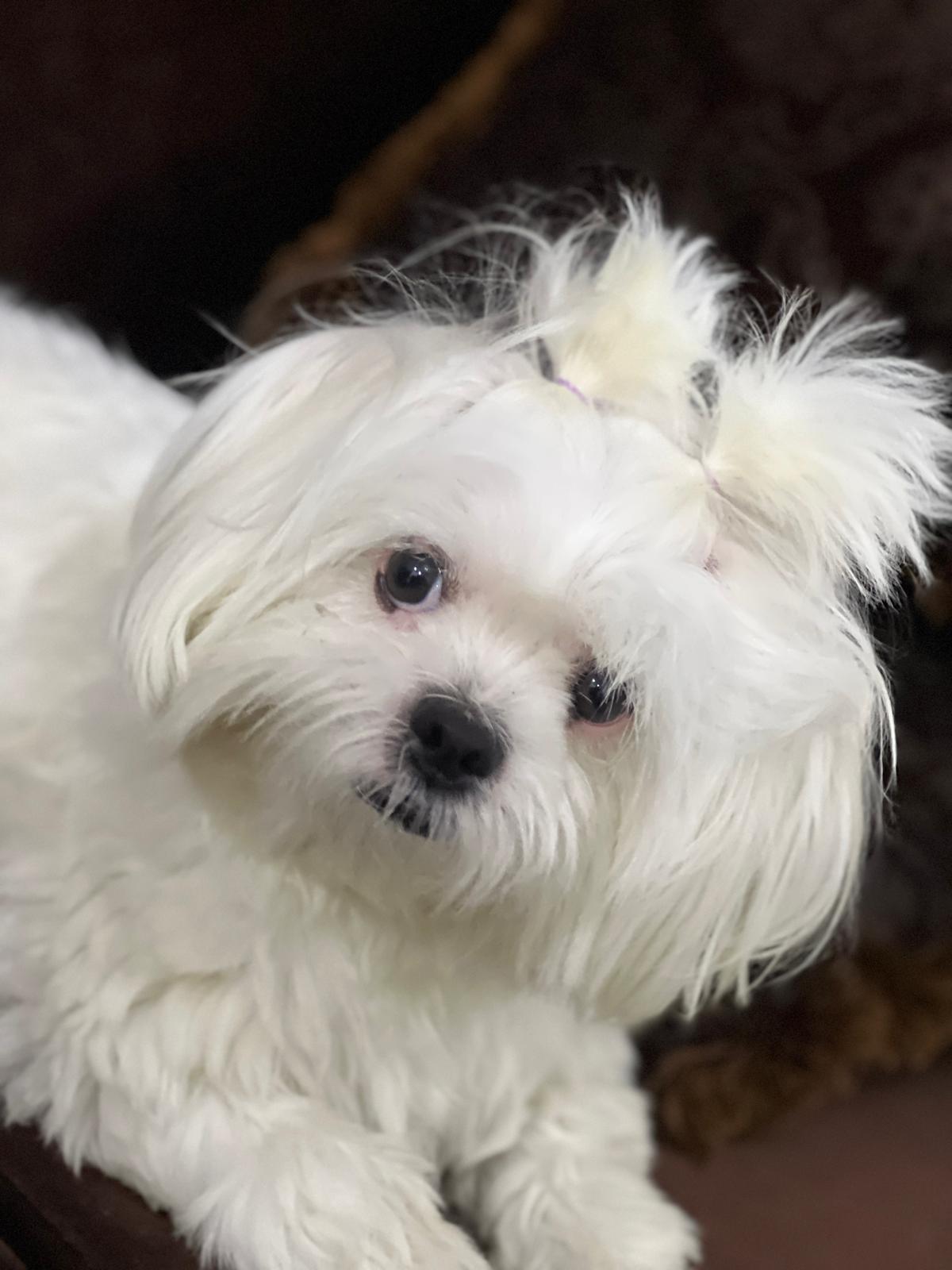 fluffy the Maltese - Collection | OpenSea