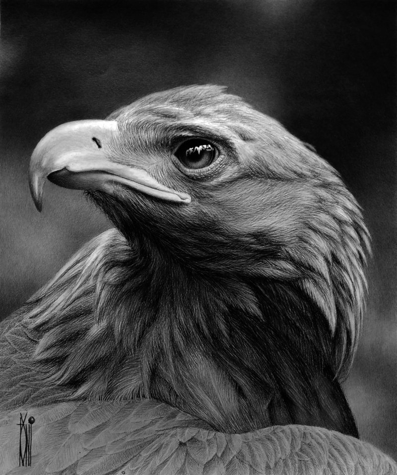 Eagle Drawing Images - Free Download on Freepik