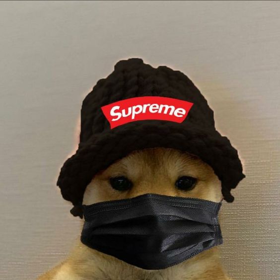 Supreme best sale hat dog