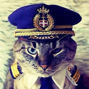 Pilot Cat - Collection | OpenSea