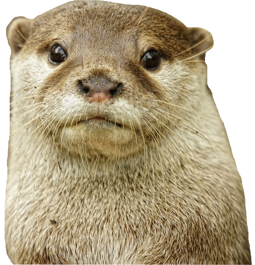 collection-of-ferrets-collection-opensea