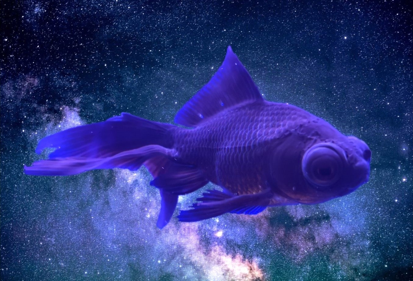 Space Fish Collection Opensea