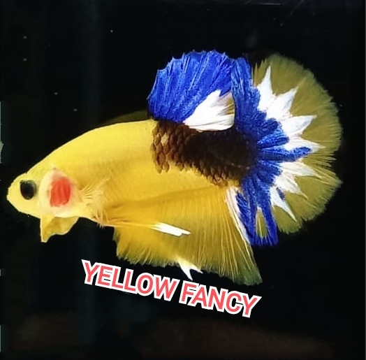 betta yellow fancy