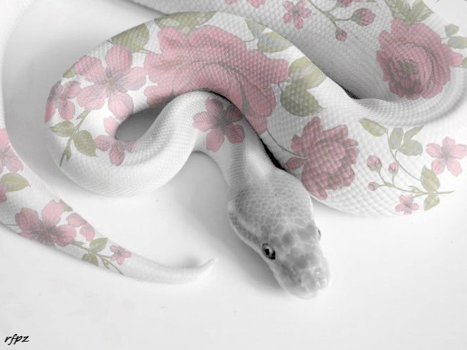 White Snake - beautiful snakes | OpenSea